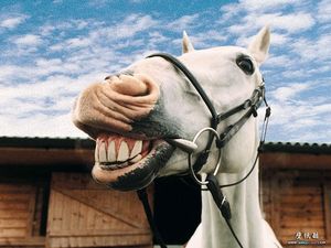 smiling-horse