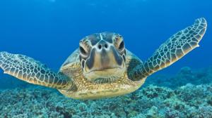 sea-turtle-for-pc-120104